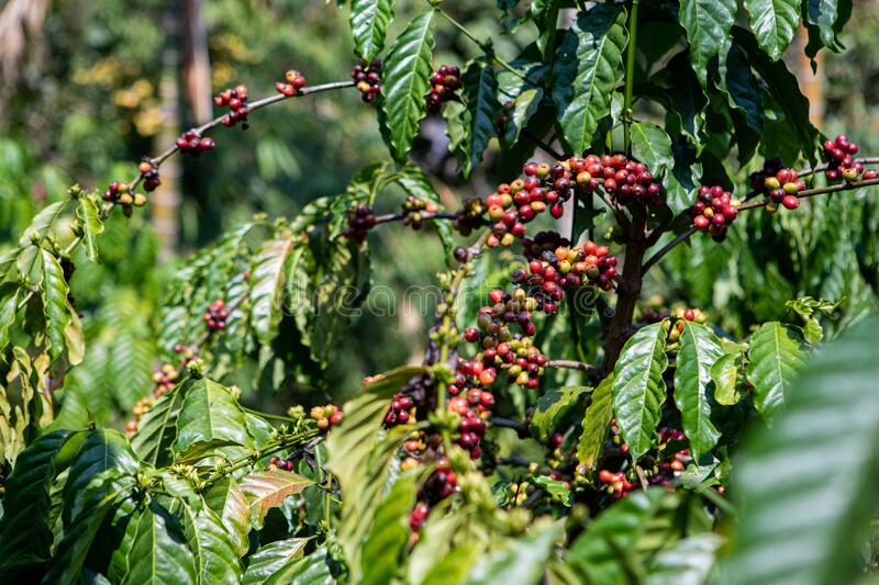 Coffee Tour Program in Nepal (2019) (Unique trek)