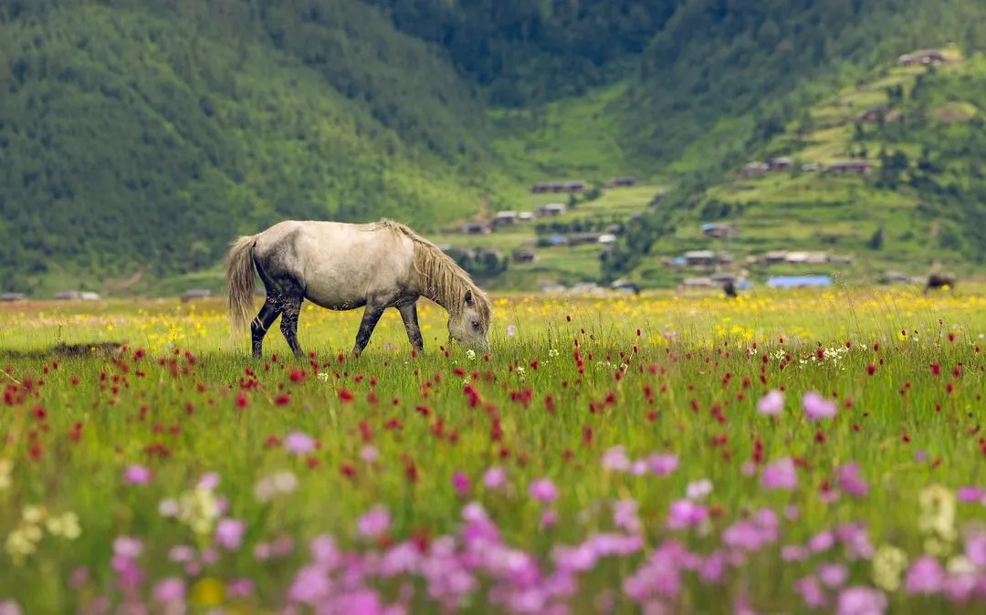 Dhorpatan Hunting Reserve 13 Days Tour, Dhorpatan, Beautiful places, Places to visit