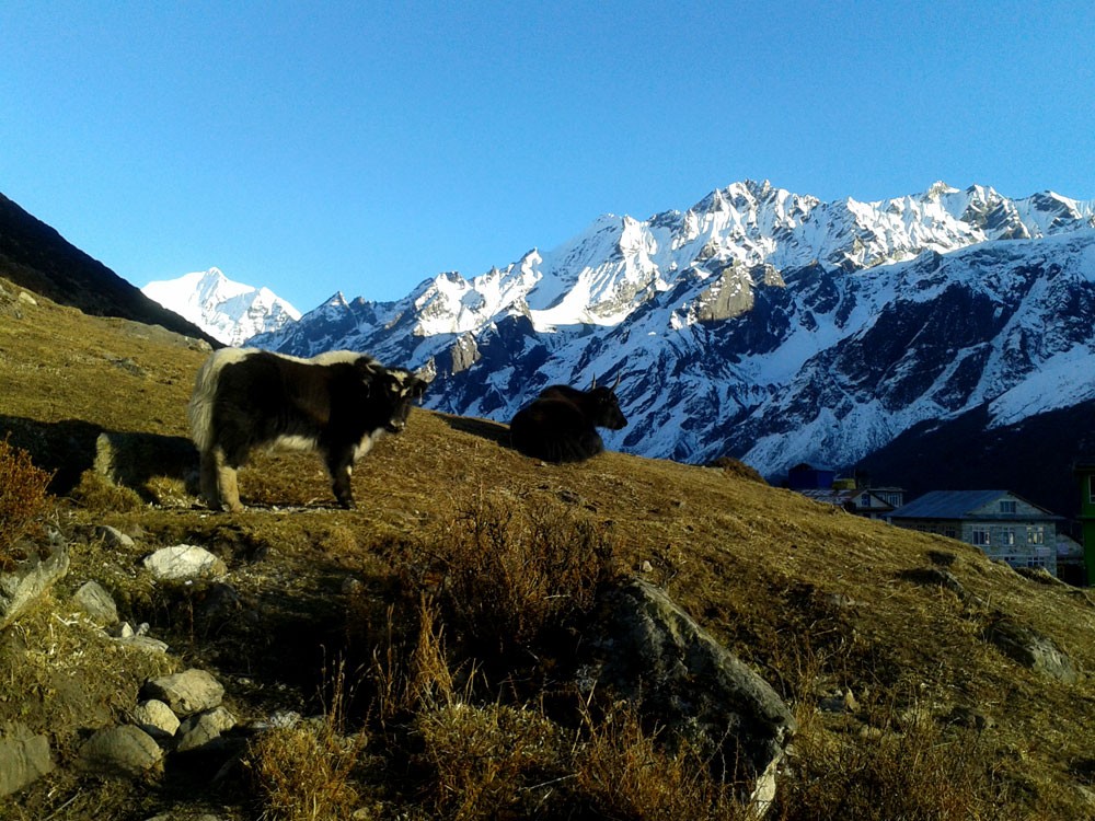 Langtang Valley Trek 10 days